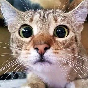 Meet your Posher, Moore